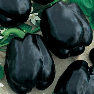 Sweet Peppers - Bell - Miscellaneous Colors