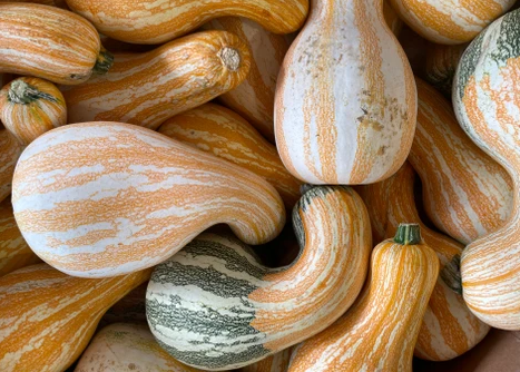 Winter Squash - Cushaw