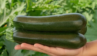 Summer Squash - Green Zucchini