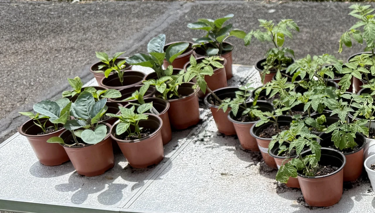 Hardening Off Seedlings