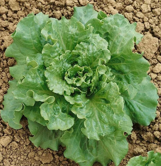 Lettuce - Batavian