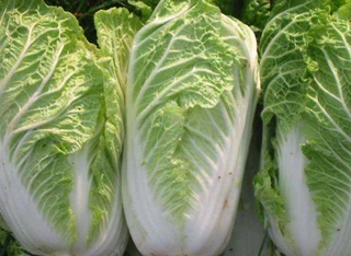 Chinese Cabbage - Michihilli