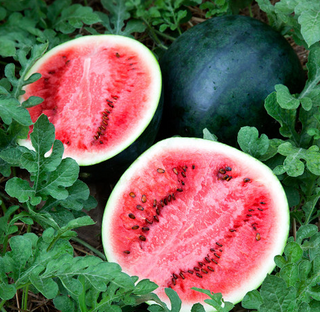 Watermelon-Diploid (Seeded)-Open Pollinated-Red