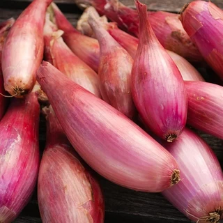 Onion - Shallot 