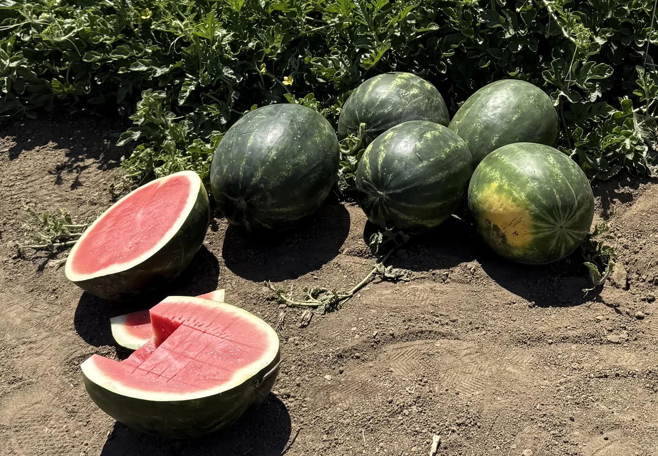 Seedless Watermelon Growing Guide