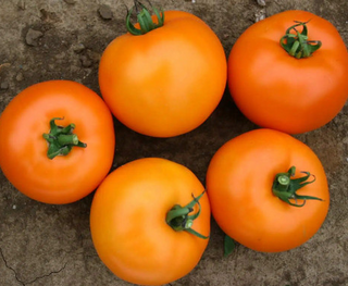 Tomato - Specialty Fresh Market - Determinate