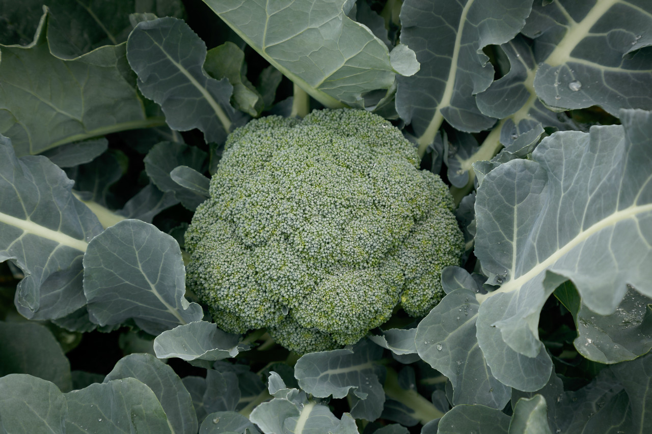 Broccoli