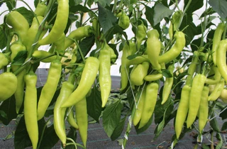 Hot Peppers - Banana