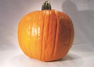 Pumpkins - Large - OP