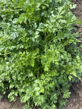 Parsley Growing Guide