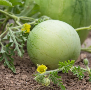 Watermelon - Pollinizer
