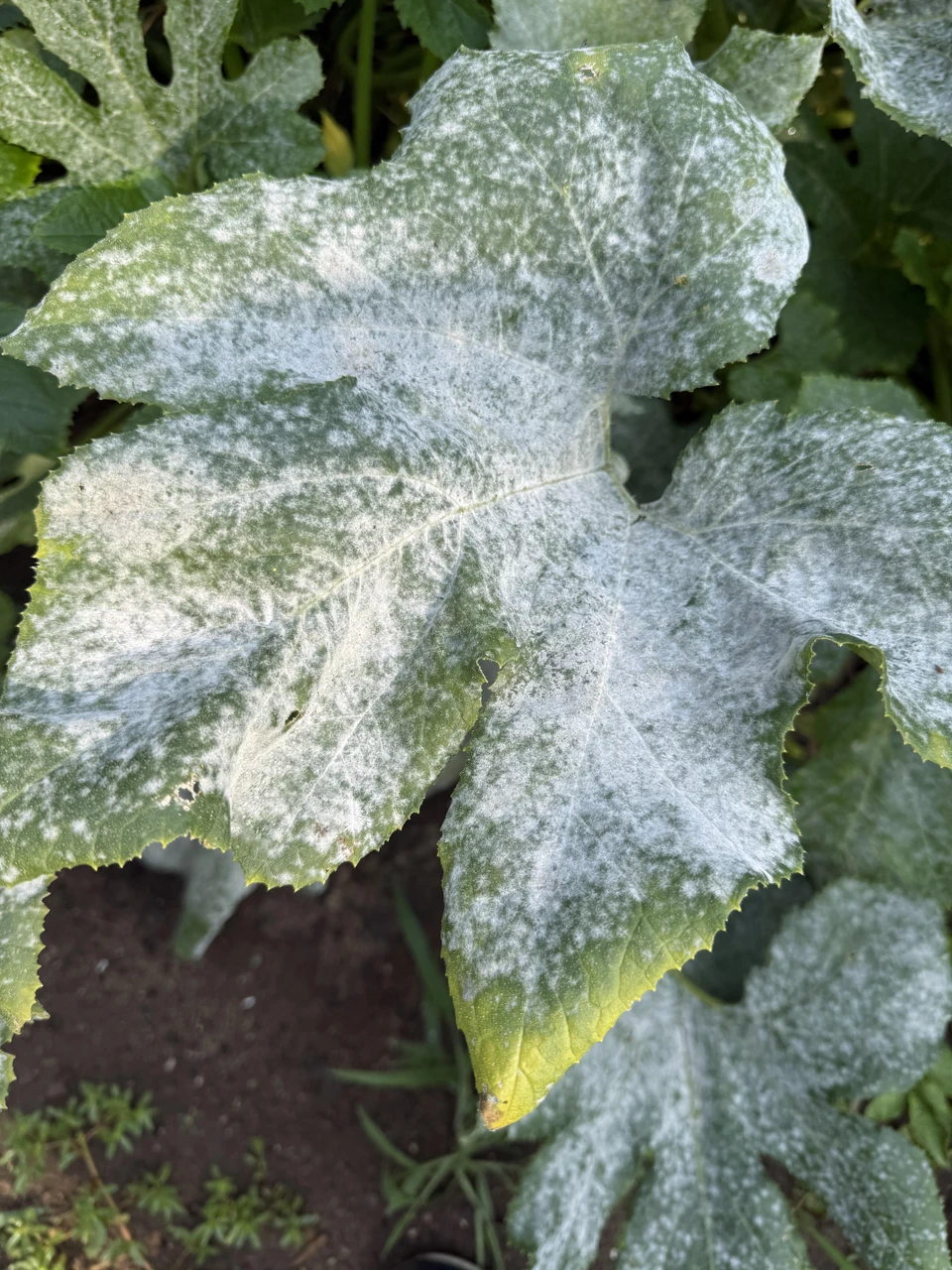 Understanding Disease Resistance in Crops