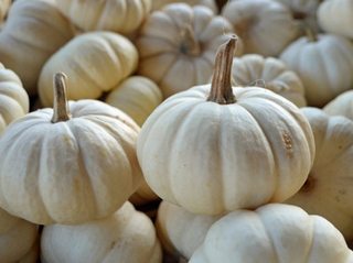 Pumpkins - White - OP