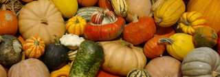 Winter Squash