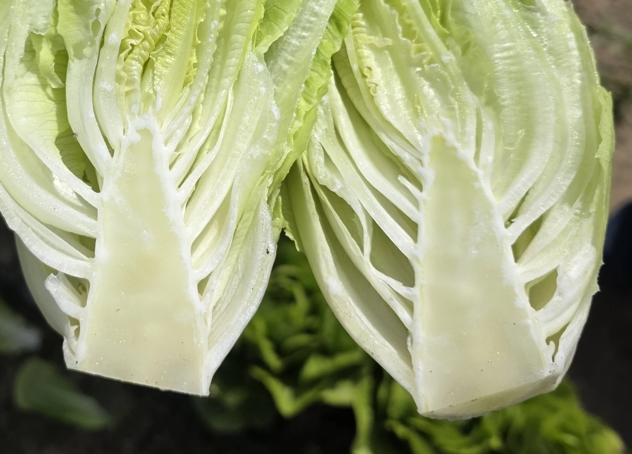 What Does It Mean When a Plant “Bolts”?