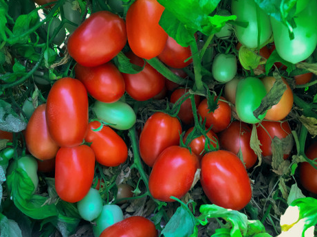 Tomato - Roma - Determinate