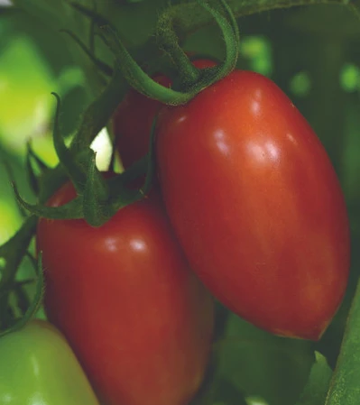Tomato - Roma - Indeterminate