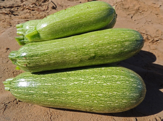Summer Squash - Mediterranean Zucchini