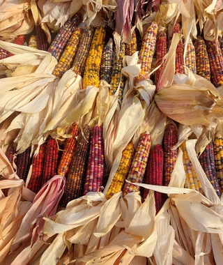 Ornamental Corn