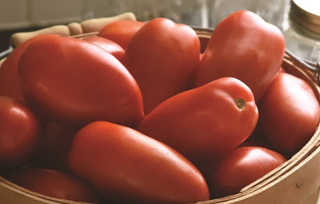 Tomato - Roma