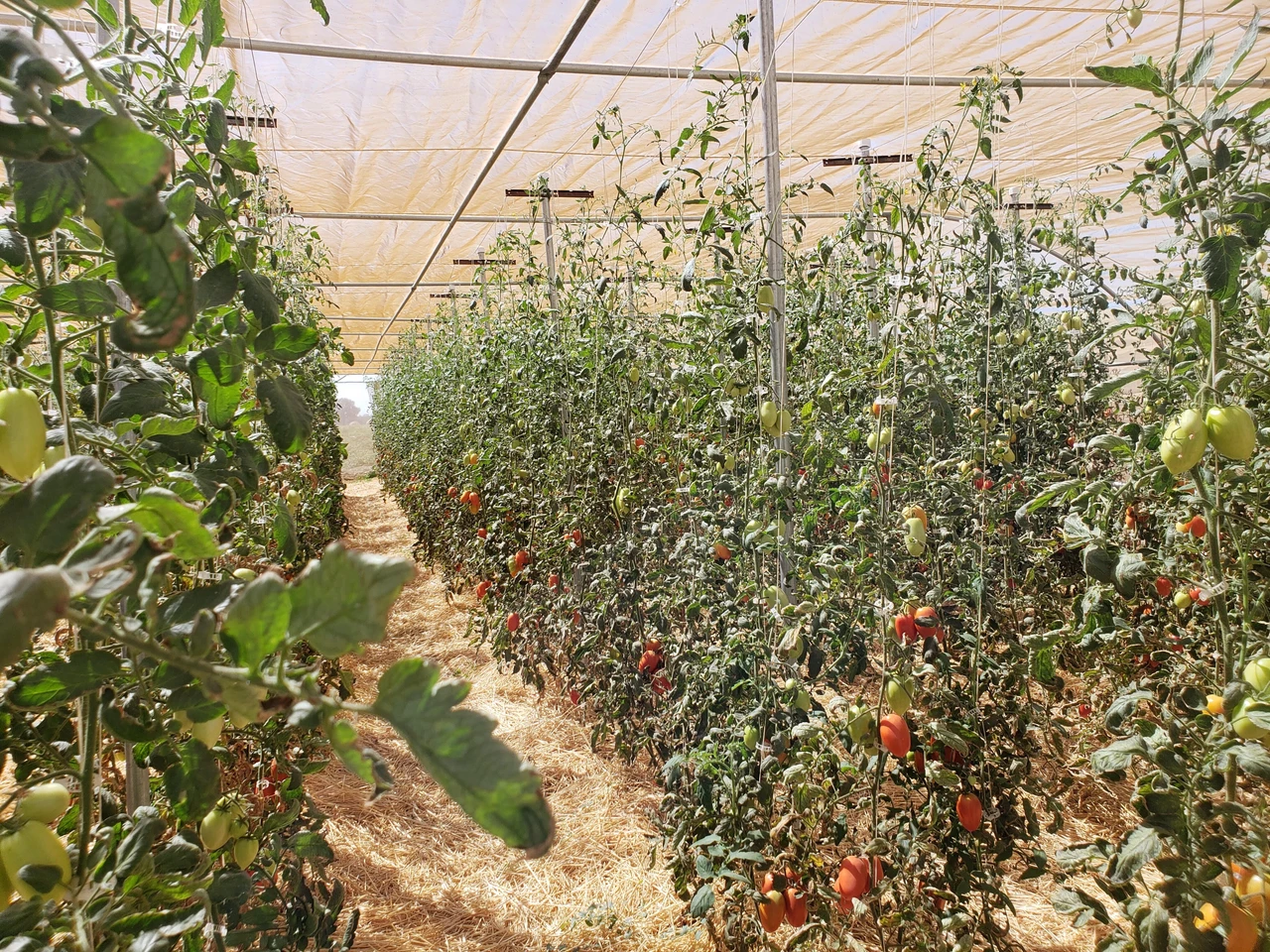 Indeterminate vs. Determinate Tomatoes
