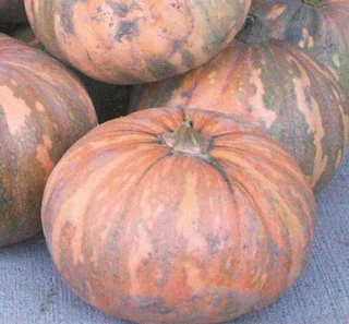 Winter Squash - Calabasa