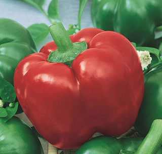 Hot Peppers - Bell
