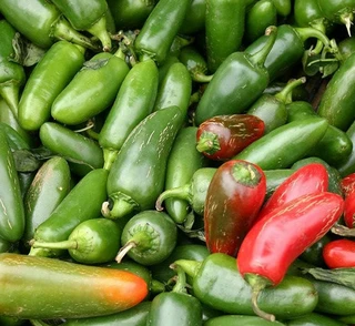 Hot Peppers - Jalapeño - Open Pollinated
