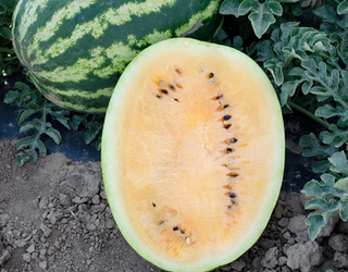 Watermelon - Diploid (Seeded) - Hybrid - Orange