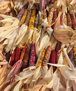 Ornamental Corn