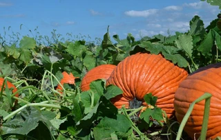 Pumpkins - Extra Large - Hybrid
