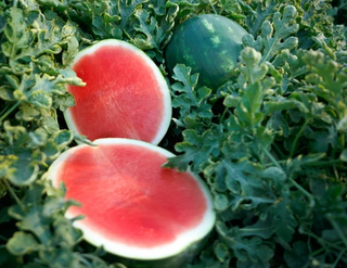 Watermelon - Triploid (Seedless)