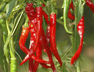 Hot Peppers - Cayenne