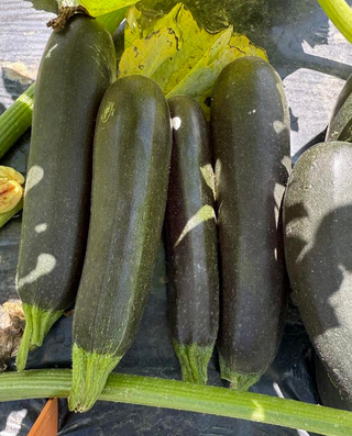 Summer Squash - Green Zucchini - Hybrid