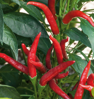 Hot Peppers - Ornamental