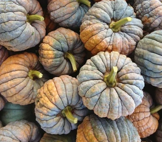 Winter Squash - Miscellaneous-Novelty