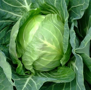 Cabbage - Open Pollinated