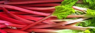 Rhubarb Growing Guide