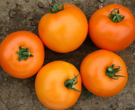 Tomato - Specialty Fresh Market - Determinate