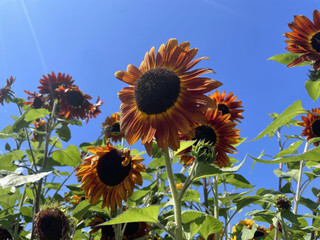 Sunflowers Traditional
