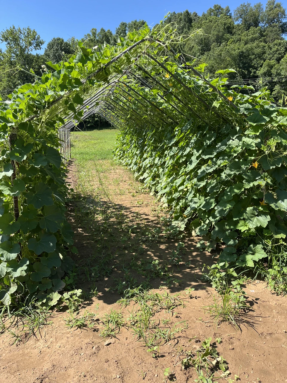 Trellising Types and When to Use Them