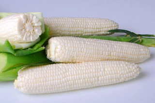 White, Homozygous (SE-SE) and Heterozygous (SE)