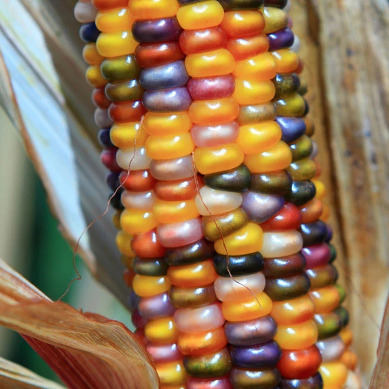 Ornamental Corn