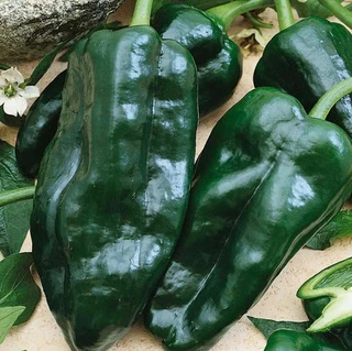 Hot Peppers - Ancho