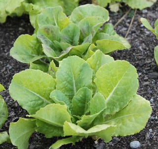 Lettuce - Bibb