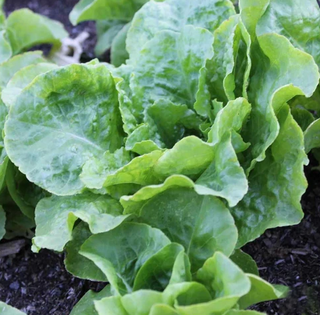 Lettuce Boston
