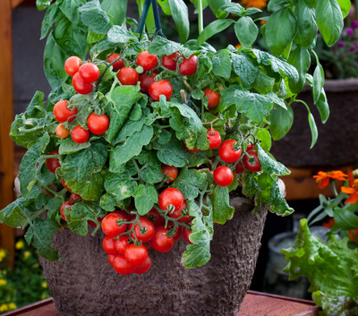 Tomato - Cherry - Determinate