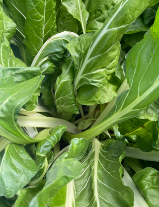 Swiss Chard
