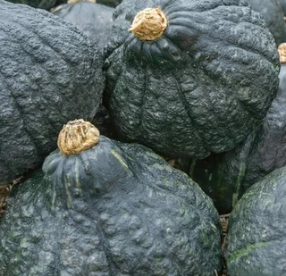 Winter Squash - Hubbard