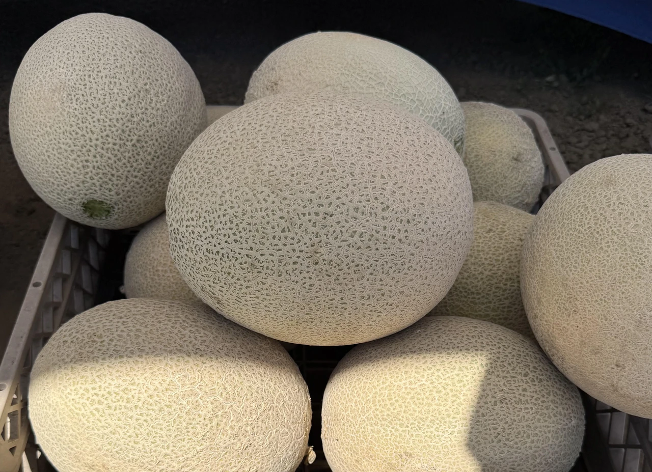 Slipping and Harvesting ESL Melons
